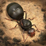 Пополнение The Ants: Underground Kingdom